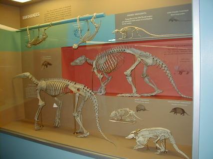 Edentate skeletons<br>Location: <a href="https://www.google.com/maps/search/?api=1&query=38.89096,-77.02601" target="_new">Smithsonian National Museum of Natural History</a>